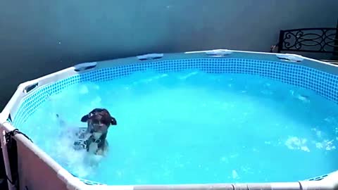 Euphoric dog in a swimming pool