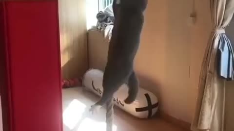 Funny Video Playing with the cat climbing the rope