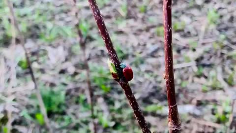 Macro ladybug