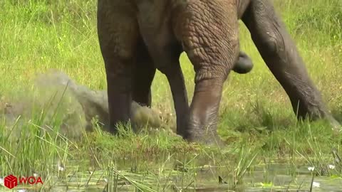 Amazing Elephant Save Baby Elephant From Crocodile Hunting -Animals Hunting Fail