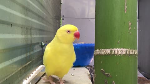 Funny yellowish parrot
