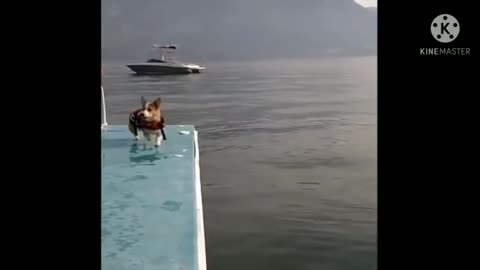 dog jump sea