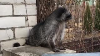 Raccoon and Cat Buddies