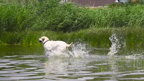 Dog Runs into the Water in Slow-Motion 1