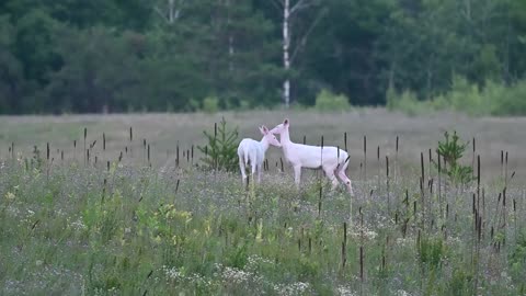 Twin Albino Buck and Doe Share Sweet Moment