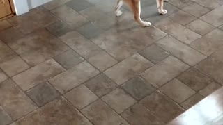 Jasper The Shiba Inu - 3Months Old - With Boston Terrier