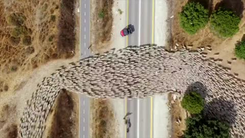 Herd of Sheep Drone footage - Lovely and Amazing View