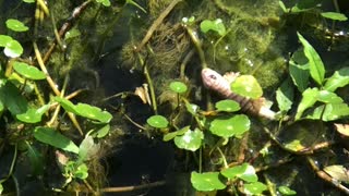 Weird salamanders skink thing that is pink.