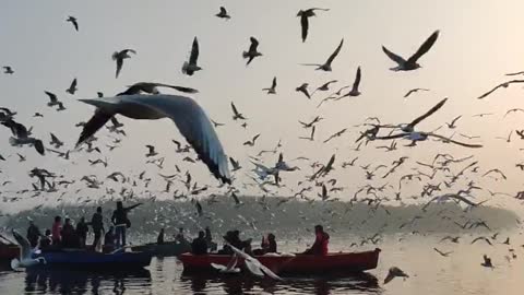 A Flock Of Seagulls Or Seabirds Flying Over A Body Of Water