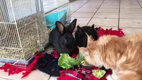 Cat steals rabbit food