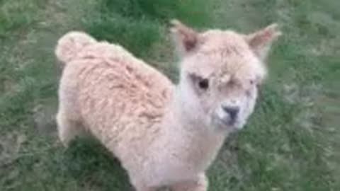 ALPACA GETS RUMBLES