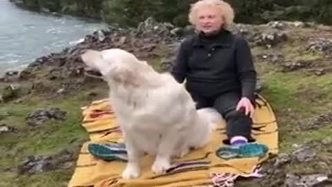 dogs gently fall backwards with their owner.