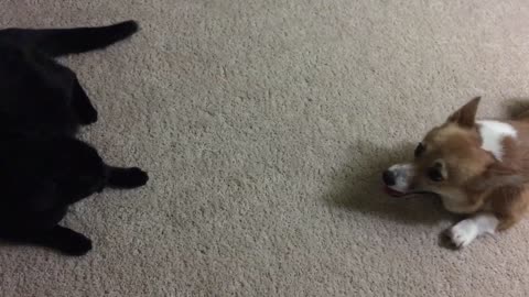 corgi pup vs cat round 2