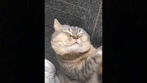Cute TikTok Pets to Cure All Your Sadness 💗