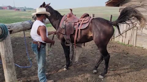Two year old Quarter horse Smokey's first Saddling, Trot and Canter