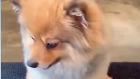 Funny Dog Viral Video