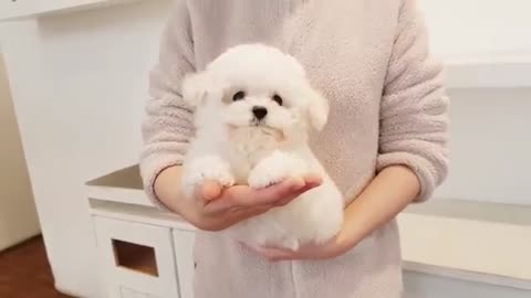 Puppy playing with his toy