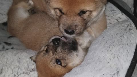 Cute Shiba Inu puppies at play