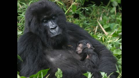 Interesting Facts About Gorillas