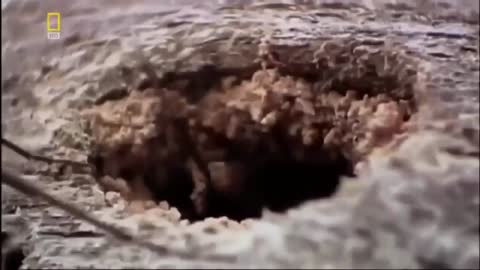 National Geographic - Army Ants - BBC Wildlife Documentary