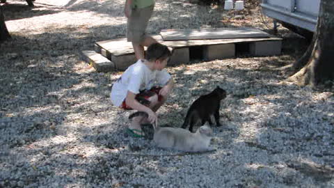 Cat Intimidates Gator