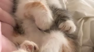 Little Kitten Sleep Walks While Nodding Off