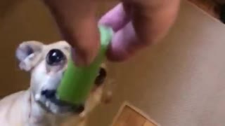 Chihuahua dog jumps up to eat celery