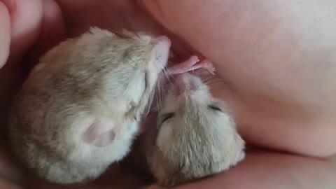 Baby Pet Tail Gerbil