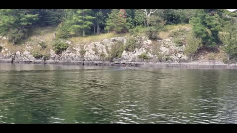 Big Buck Deer Swimming in deep water