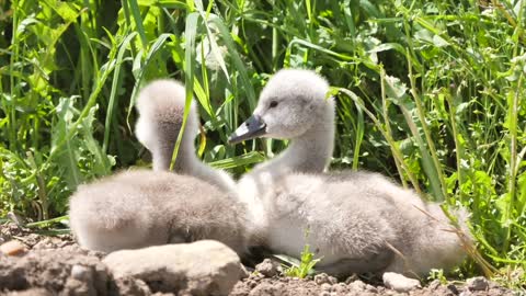 Watch a video about the animals and birds of the world.