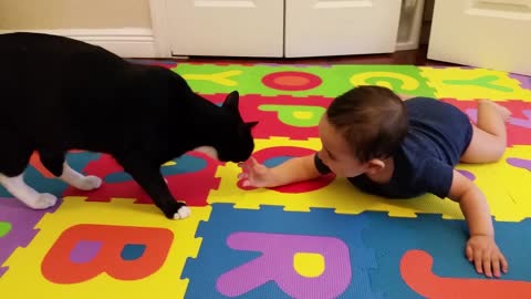 Cat shows affection to baby