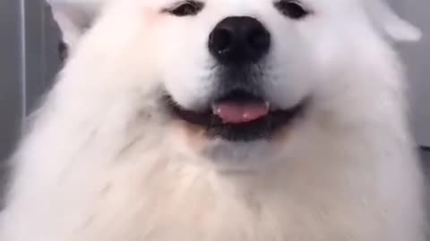 Funny dogs video