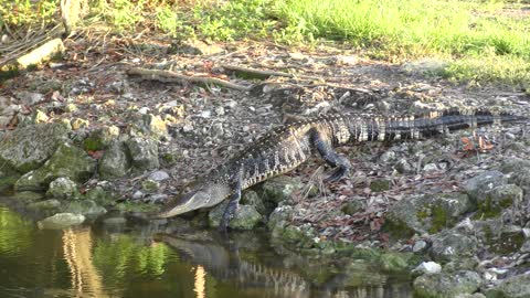 Small American Alligator Walking and swimming in a canal