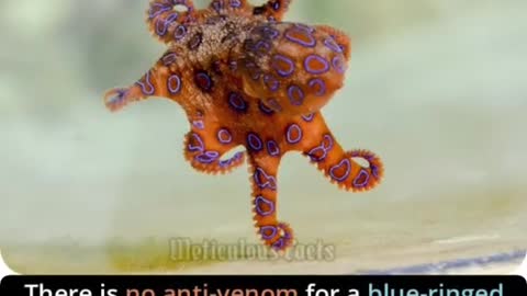 There is no anti-venom for BLUE RINGED OCTOPUS #shorts #meticulousfact