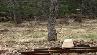 Bear Tech Redirecting Large Grizzly Bear