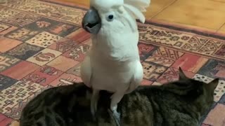 Cockatoo Hilariously Barks While Standing On Cat