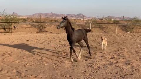 Race between horses and dog