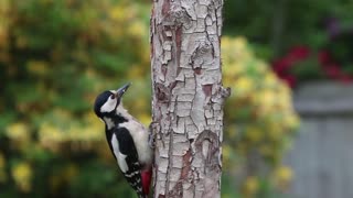 My woodpecker