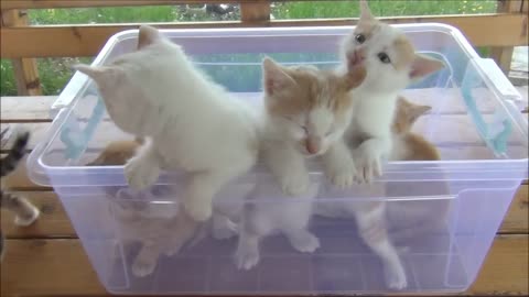 Kittens Meowing so Cutely