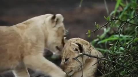 Two lion baby playing