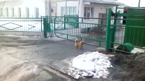 Greatest Gate Guard Dog