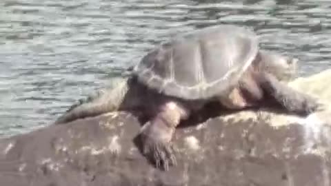 Turtle from Black Lagoon