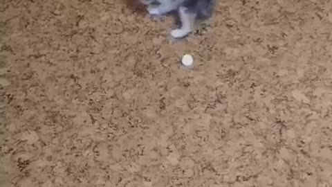 Cute kitten is playing with a ball