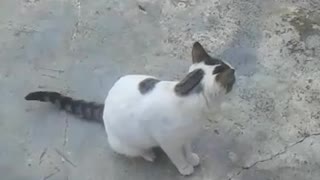 A beautiful cat following me