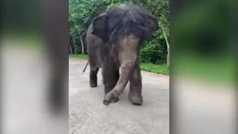 Southeast Asian baby elephant for a walk