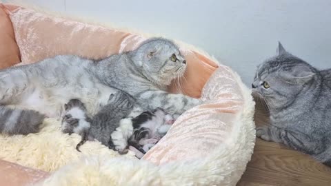 Amazing lovely cat- dad meet first time newborn baby and wife🐱🐈💞