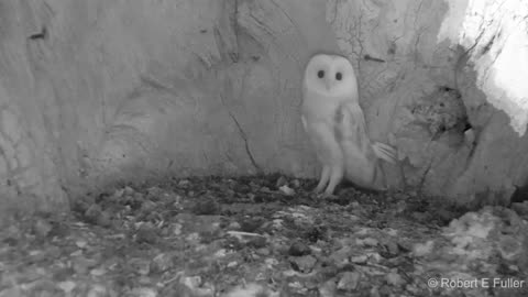 This Barn Owl Baby Just Heard Thunder for the First Time _ Wildlife Moments.mp4