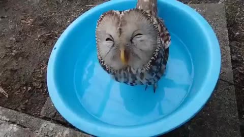 Happy Owl.