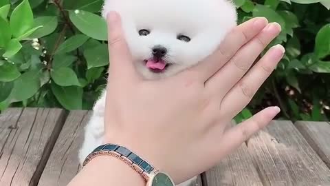 cuties baby animal with cute moment