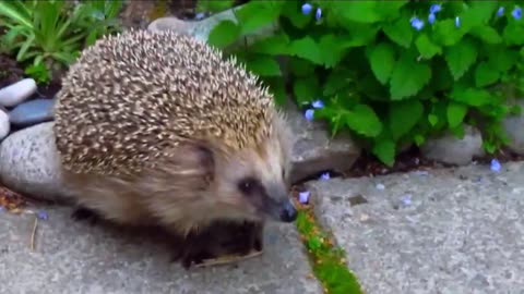 Video compilation of cute pygmy hedgehogs